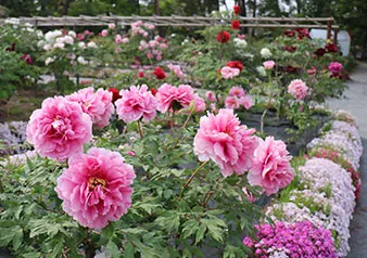 photo：Sukagawa Botan-en Peony Garden